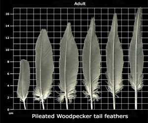woodpecker feather
