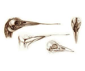 woodpecker head anatomy