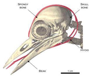 woodpecker anatomy
