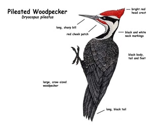 woodpecker details