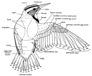 starling anatomy details