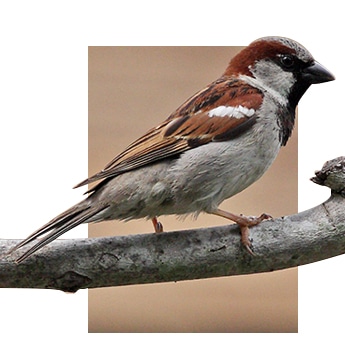 sparrow-pest-bird