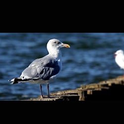 gulls pest birds