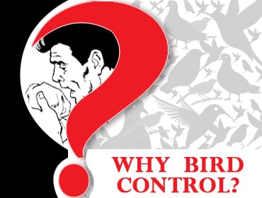 Why Bird Control