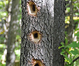 woodpecker hole tree